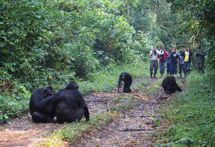 3 Days Chimpanzee Trekking Safari in Kibale Forest