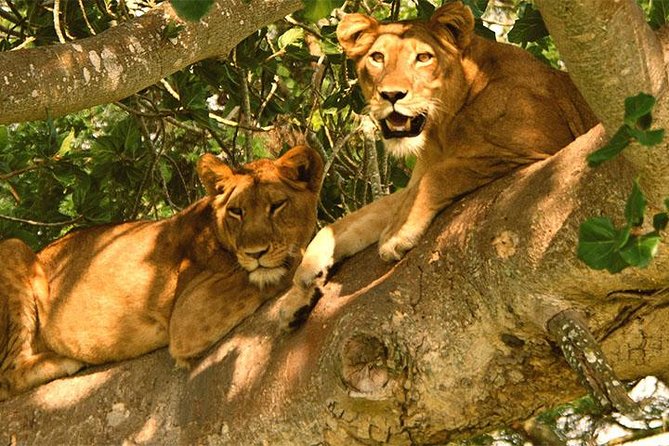 4 DAYS GORILLA AND CLIMBING LIONS