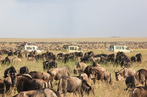 8 Days - 7 Nights Serengeti Wildebeest Safari