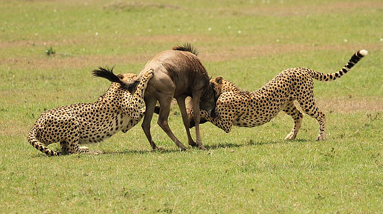 Kenya Safari – 8 Days Maasai Mara, Amboseli &amp; Tsavo