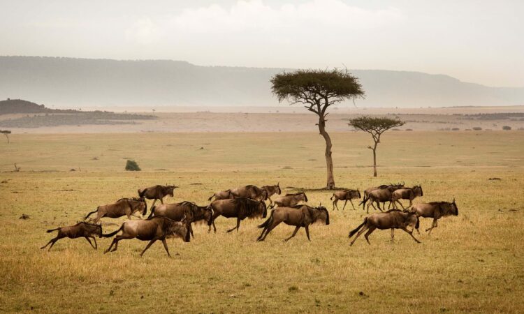 Serengeti